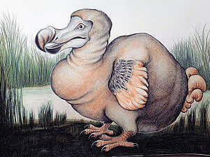 JULIA COLLET „Dodo am Wasser“ (Buntstiftzeichnung), 42x60cm